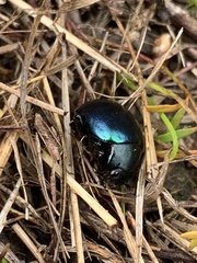 Leptinotarsa haldemani