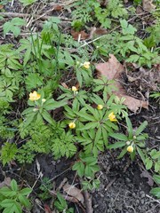 Anemonoides ranunculoides