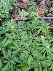 Anemonoides ranunculoides