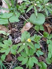 Anemonoides ranunculoides