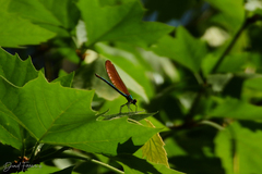 Calopteryx virgo