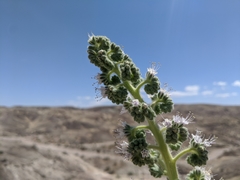 Phacelia palmeri