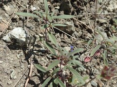 Monardella douglasii