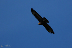Buteo buteo