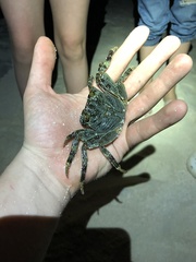 Grapsus albolineatus