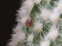 Pharoscymnus flexibilis