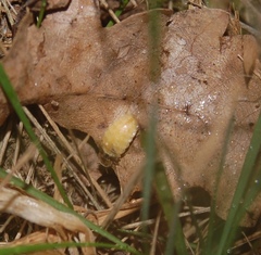 Lamprohiza mulsantii