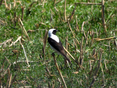 Oenanthe melanoleuca