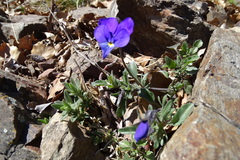 Viola bubanii