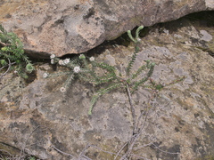 Phylica thodei