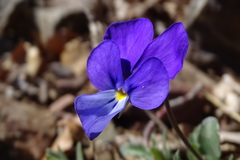 Viola bubanii