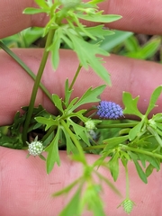 Eryngium baldwinii