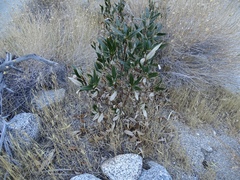 Eriodictyon trichocalyx lanatum