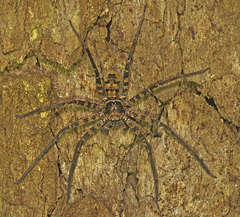 Heteropoda procera