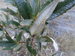 Eriodictyon trichocalyx lanatum