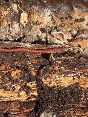 Strigamia bothriopus