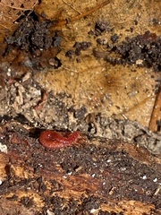 Strigamia bothriopus