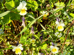 Viola arvensis arvensis