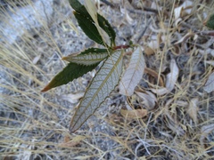 Eriodictyon trichocalyx lanatum