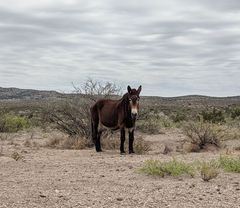 Equus asinus × caballus