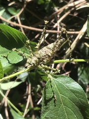 Phricta aberrans