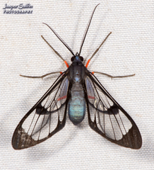 Mesothen caeruleicorpus