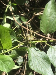 Phricta aberrans
