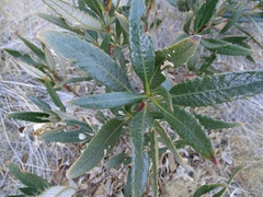 Eriodictyon trichocalyx lanatum