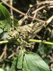 Phricta aberrans