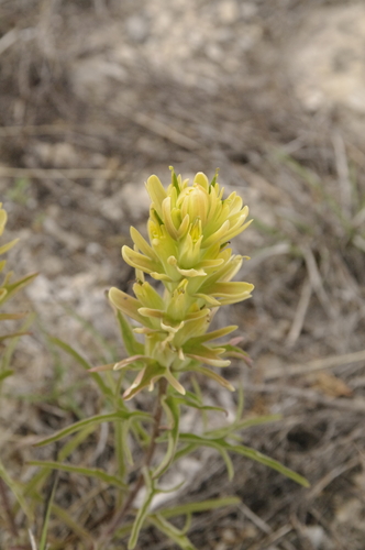 Image of Castilleja genevievana by (c) Eric Knight, some rights reserved (CC BY)