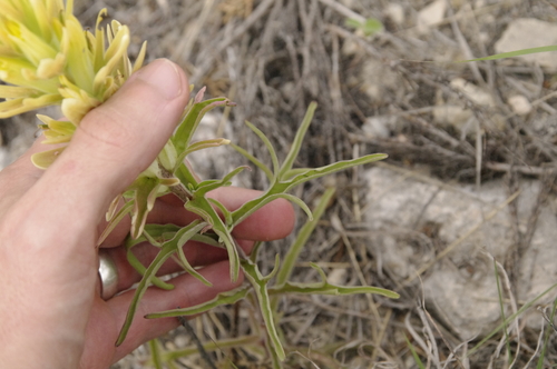Image of Castilleja genevievana by (c) Eric Knight, some rights reserved (CC BY)