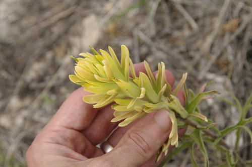 Image of Castilleja genevievana by (c) Eric Knight, some rights reserved (CC BY)