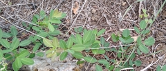Lespedeza texana