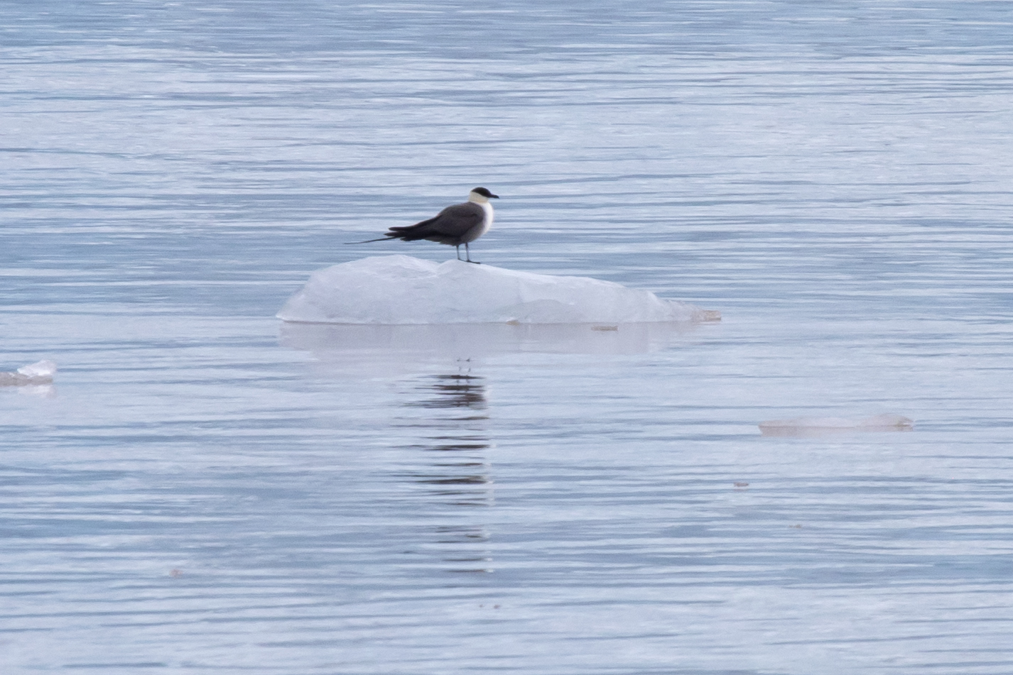 Long-tailed Jaeger