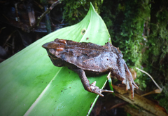 Rhinella macrorhina