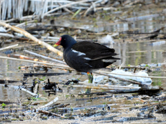 Gallinula chloropus