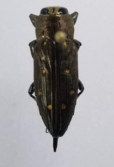 Chrysobothris basalis