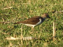 Actitis hypoleucos