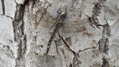 Austroaeschna parvistigma