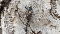 Austroaeschna parvistigma