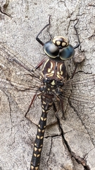 Austroaeschna parvistigma