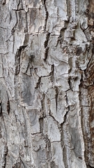 Austroaeschna parvistigma