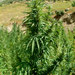 Cannabis sativa sativa - Photo (c) Gavin White, algunos derechos reservados (CC BY-NC-ND)