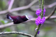 Microchera albocoronata