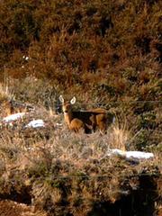 Hippocamelus bisulcus