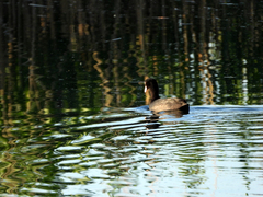 Fulica atra