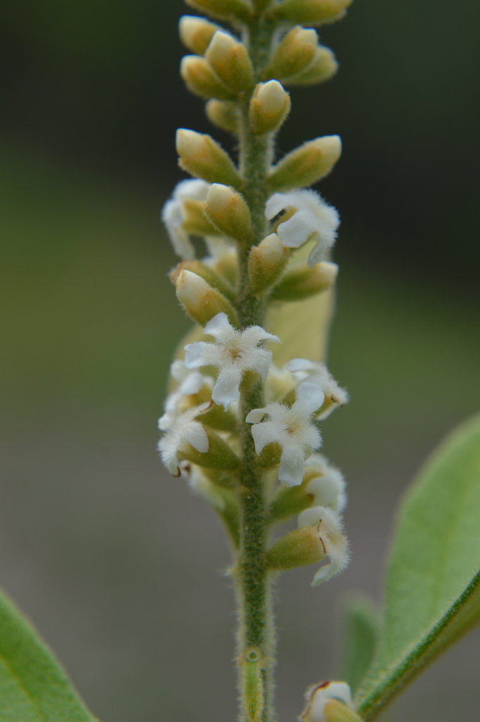 Citharexylum kunthianum