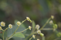 Euphorbia cotinifolia