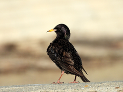 Sturnus vulgaris