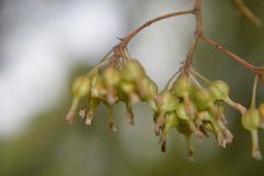 Trizeuxis falcata